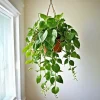 Il Pothos