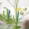 La sfemminellatura del pomodoro