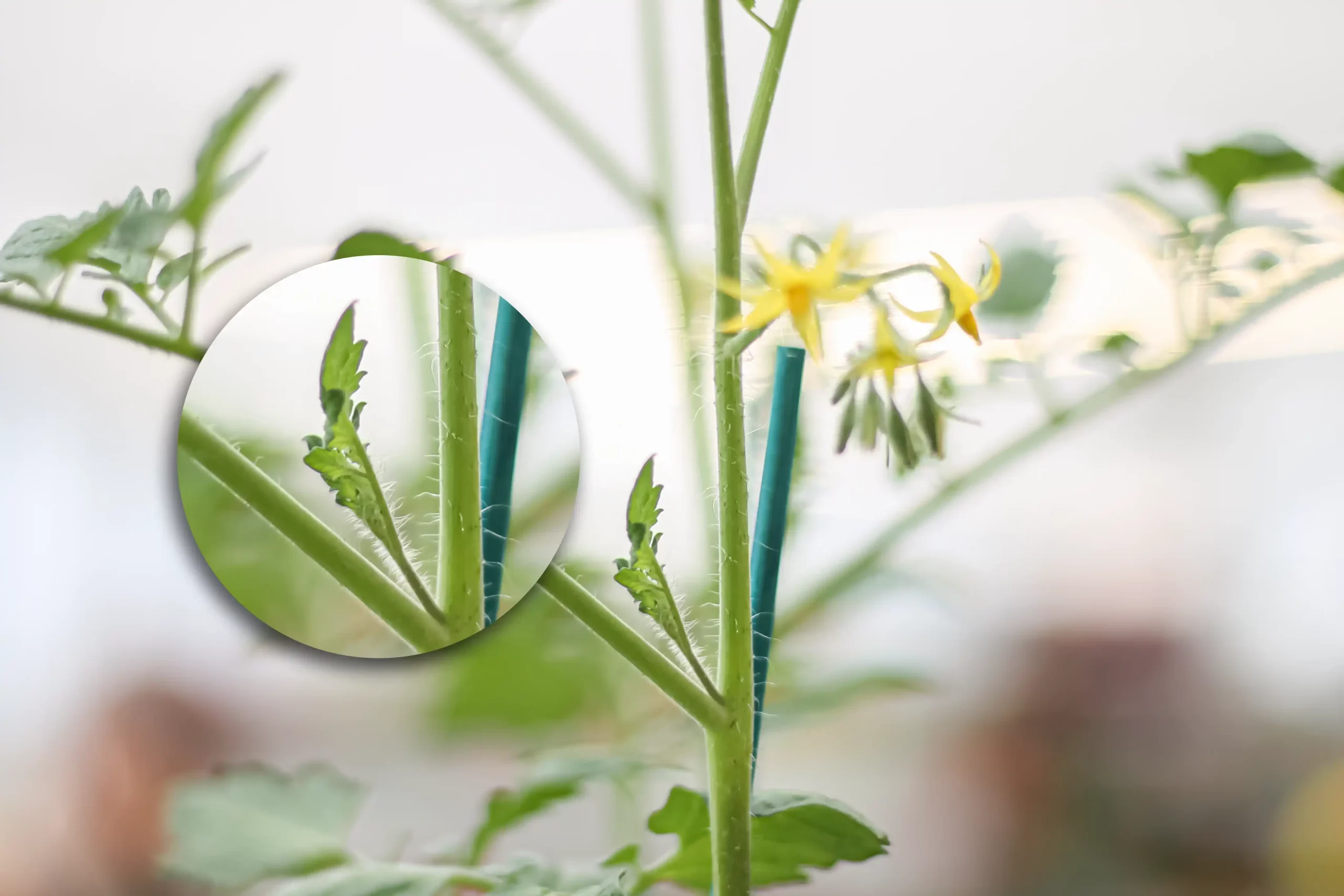 La sfemminellatura del pomodoro