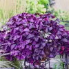 Oxalis