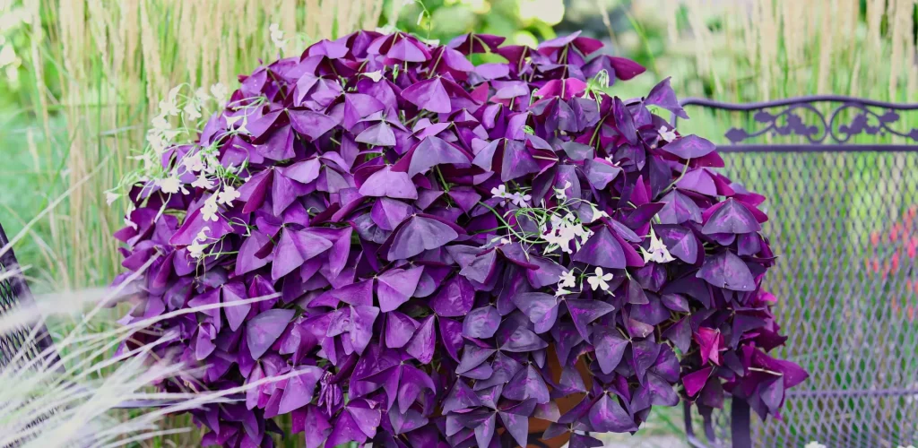 Oxalis