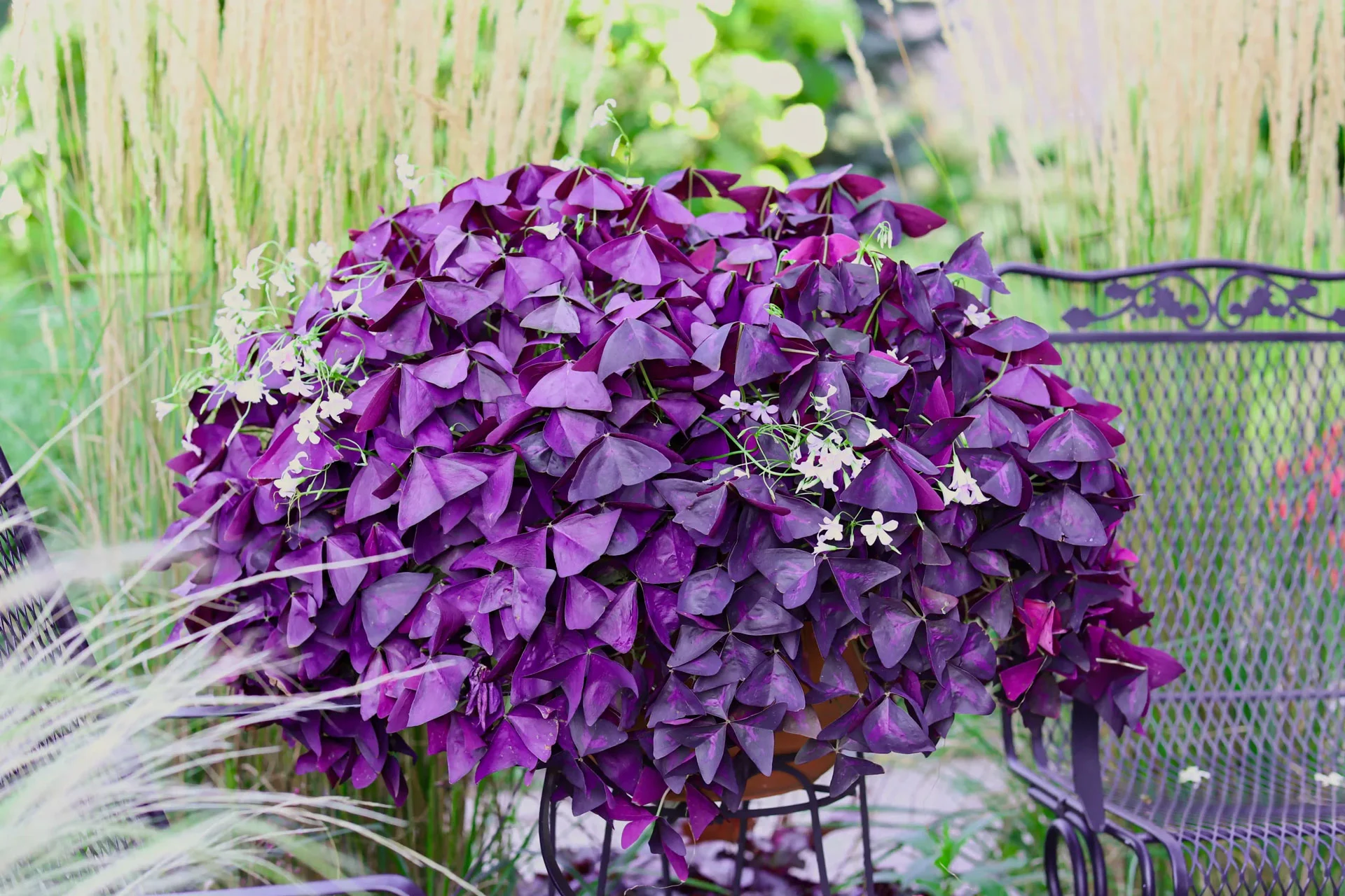 Oxalis