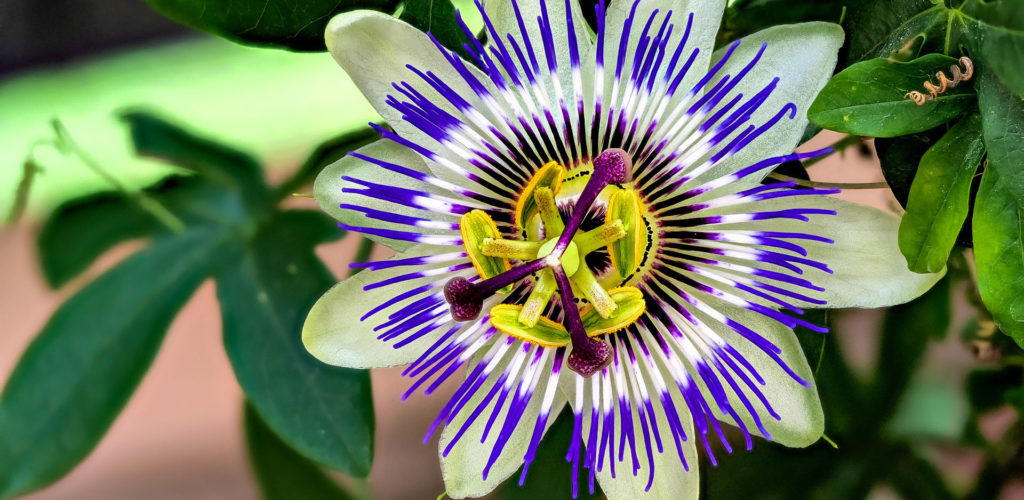 Passiflora