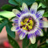 Passiflora