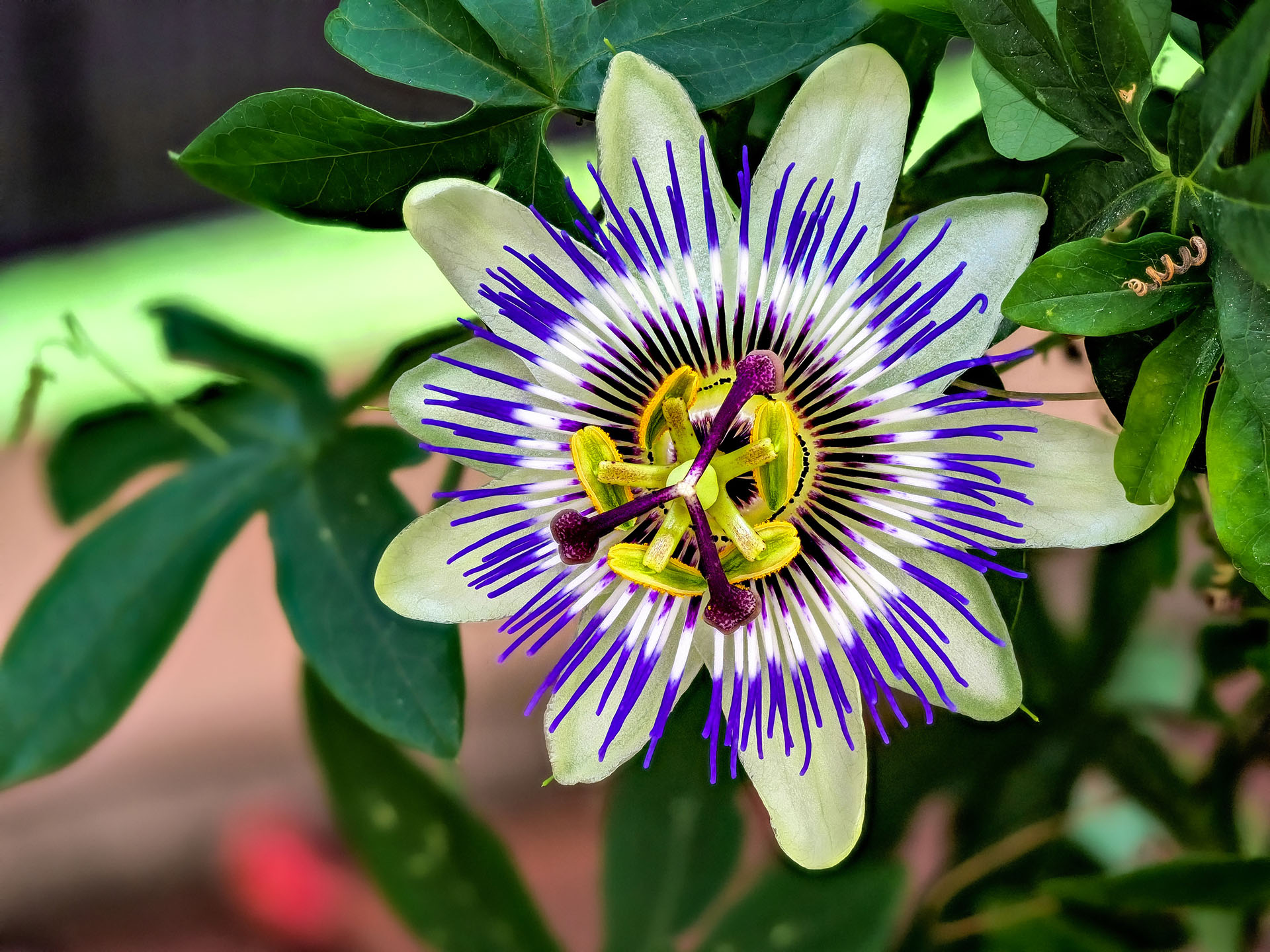 Passiflora