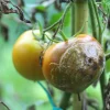 Peronospora del pomodoro