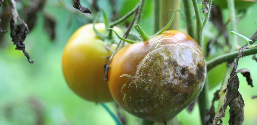 Peronospora del pomodoro