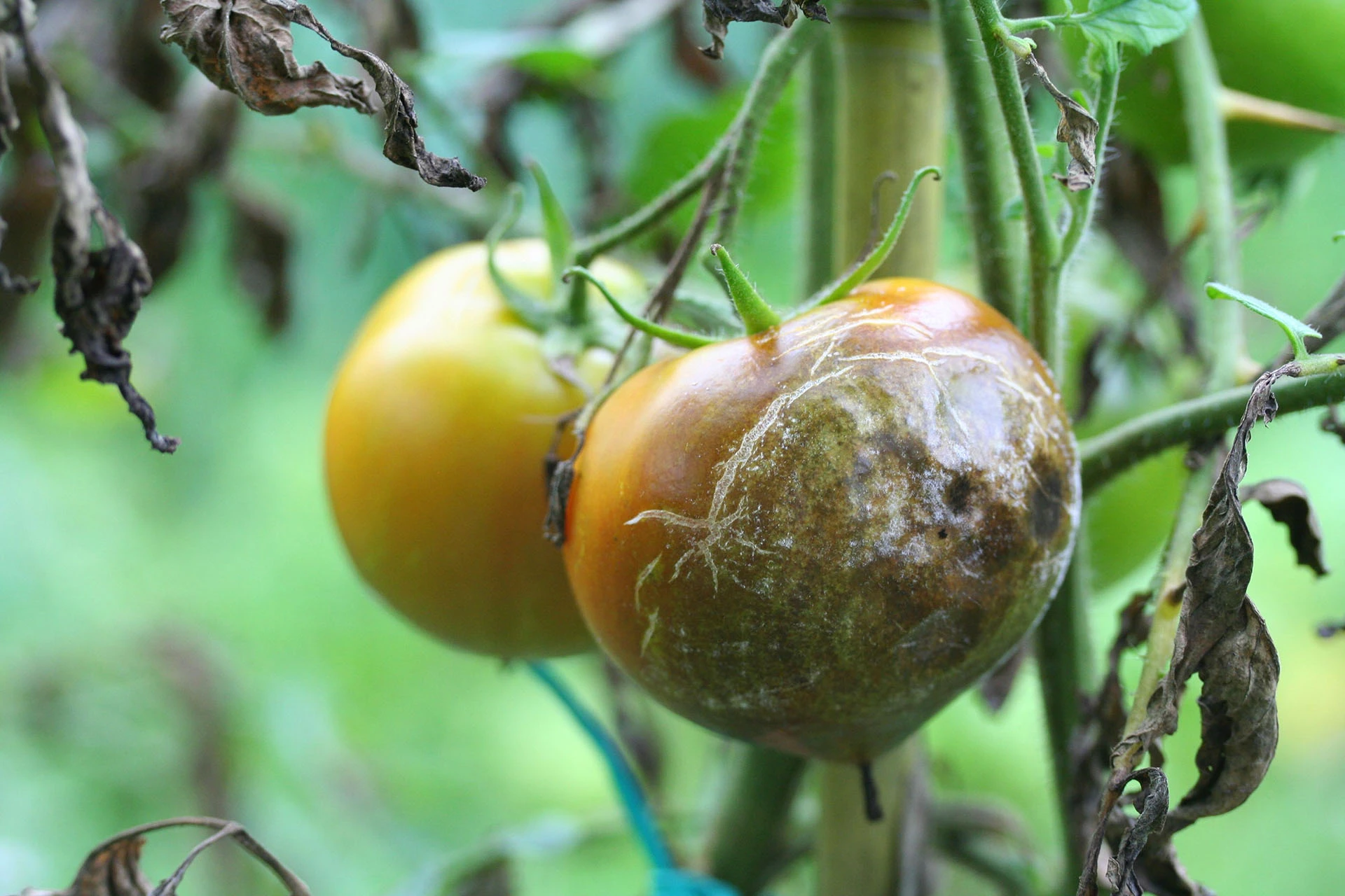 Peronospora del pomodoro