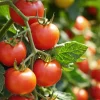 Piante innestate da orto - pomodori