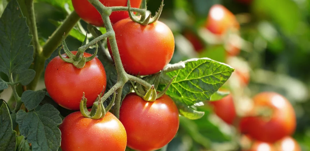 Piante innestate da orto - pomodori