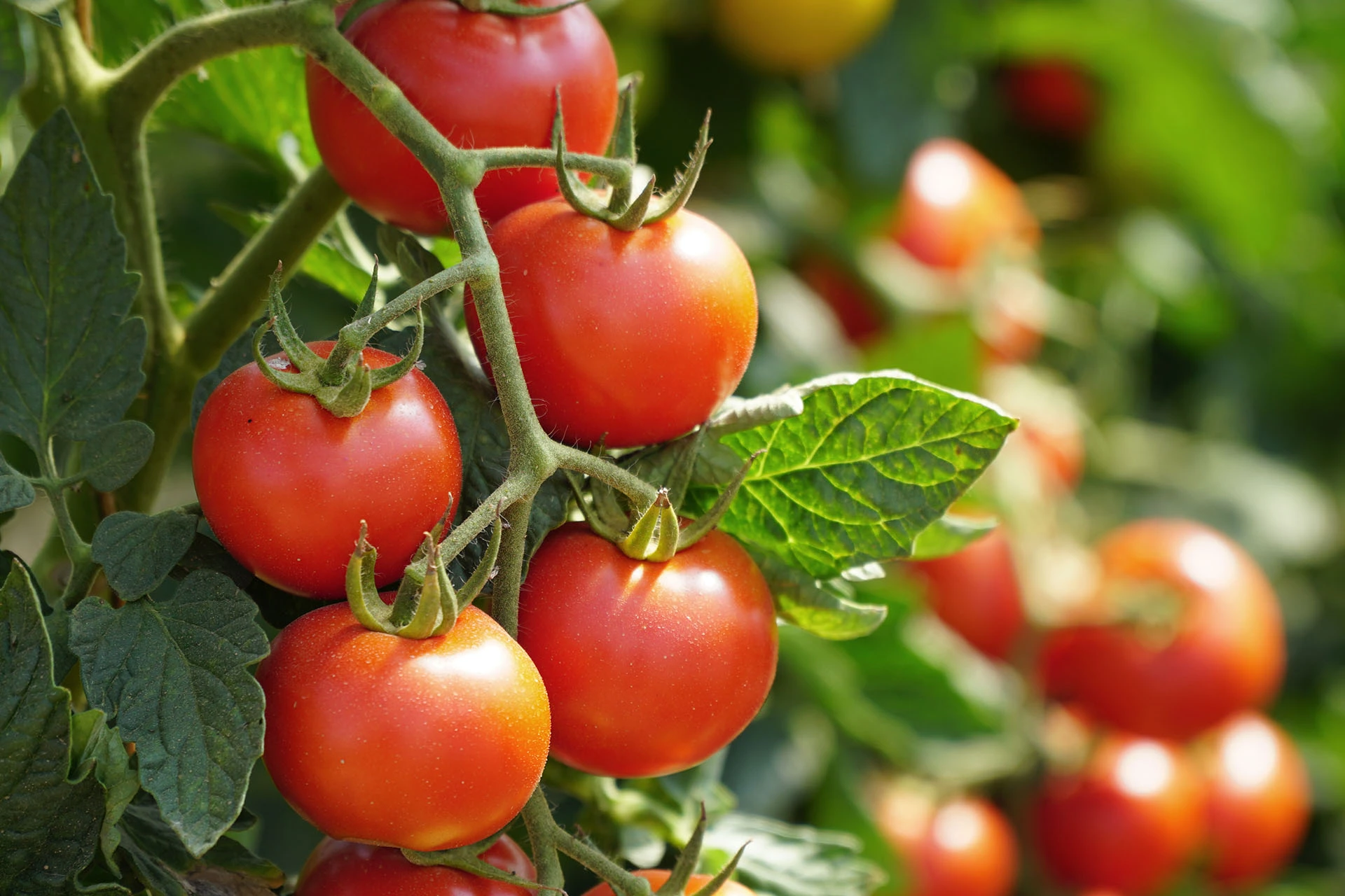 Piante innestate da orto - pomodori