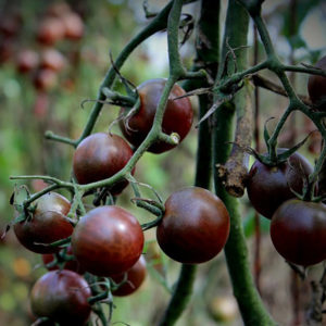 Pomodoro Black Cherry