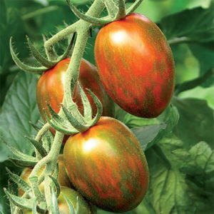 Pomodoro Crispino Plum