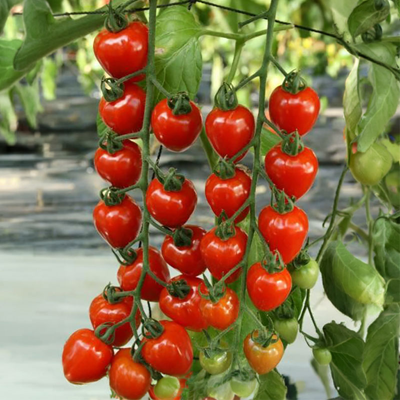 Pomodoro Tomato Berry